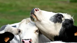 APIA acordă sprijin financiar de 48,5 milioane lei pentru crescătorii de animale