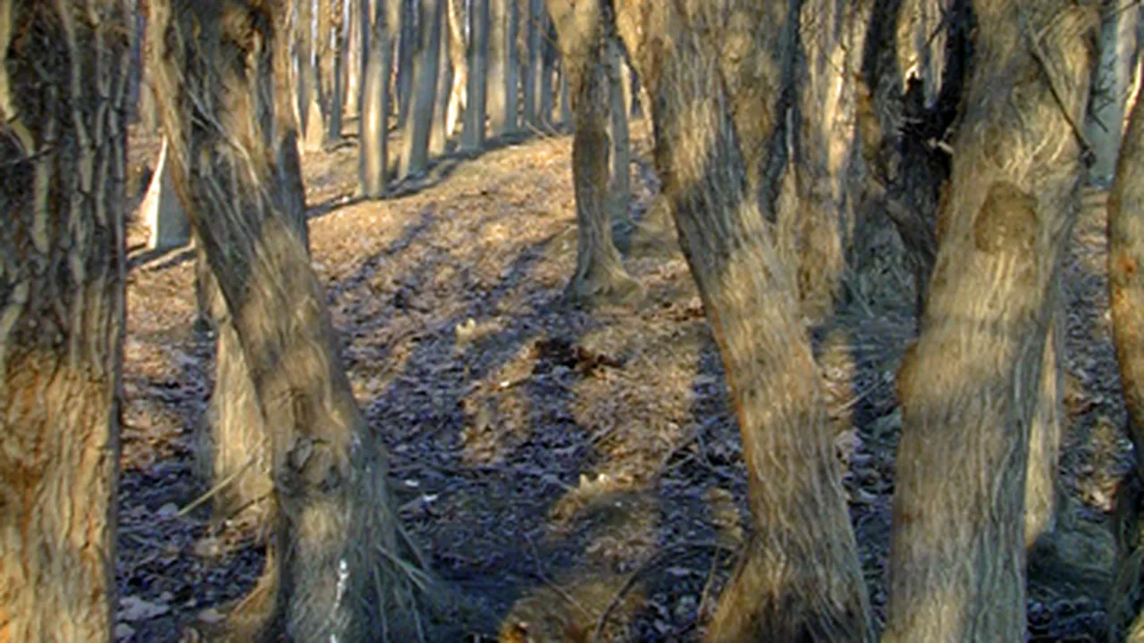 Romanian Transport Ministry Will Take Over 6 Ha Of Forest For Highway