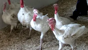 Carne de curcan cu SALMONELLA, depistată în magazine din Botoşani şi Bacău