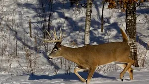 VIDEO Imagini inedite cu un cerb şi mai multe ciute care se joacă în zăpadă