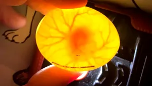 O pasăre rănită şi oul ei au ajuns într-un adăpost pentru animale. Oul stă într-un incubator special