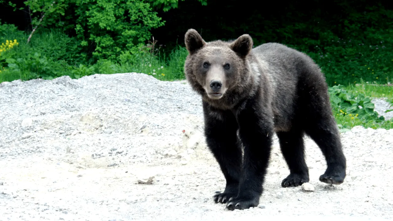 Mesaj Ro-Alert după ce un urs a fost văzut într-o localitate din județul Sibiu