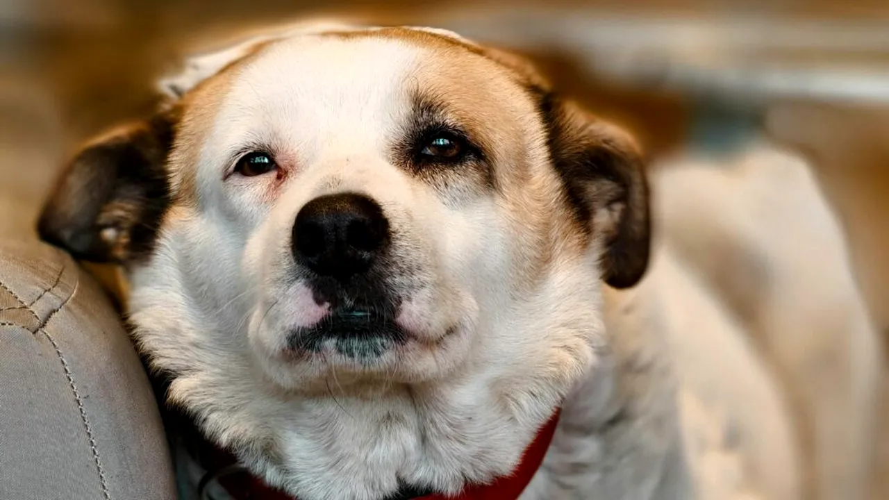 Doi bărbați din Caracal, sub control judiciar, după ce ar fi ucis un câine