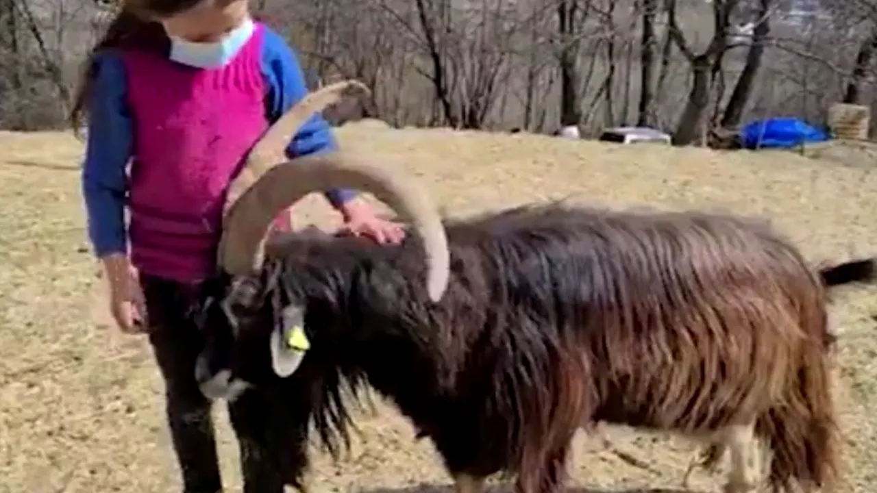 Cu cartea, pe vârf de munte. Povestea Fiammettei, o fetiţă de 10 ani care face şcoală online, la 1.000 de metri altitudine, între sute de animale care pasc