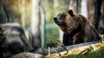 Între 10 și 12.000 de urși în România. Ministru: Nu e normal ca oamenii să trăiască în teamă