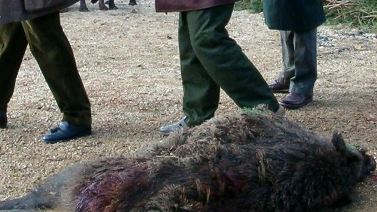 Cadavrul unui bărbat, descoperit lângă un porc mistreţ ce avea un cuţit înfipt în gât