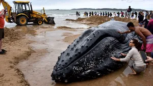 GALERIE FOTO | Mobilizare impresionantă în Brazilia: zeci de oameni au făcut eforturi uriaşe pentru a salva o balenă eşuată 