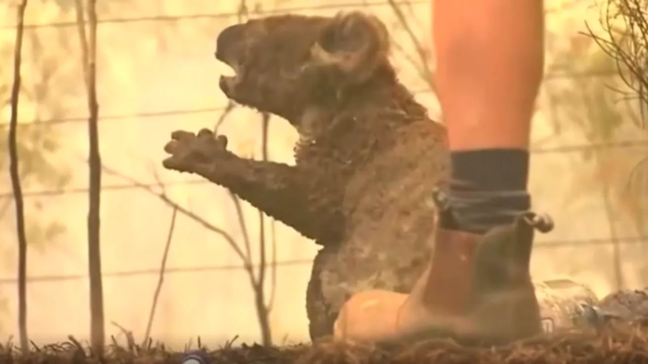 Imagini dramatice din Australia: O femeie îşi riscă viaţa pentru a salva un urs koala din mijlocul flăcărilor devastatoare - VIDEO