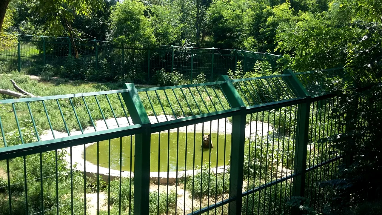 GALERIE FOTO | Urşii de la ZOO Galaţi primesc îngheţată, iar celelalte animale multe fructe şi legume 