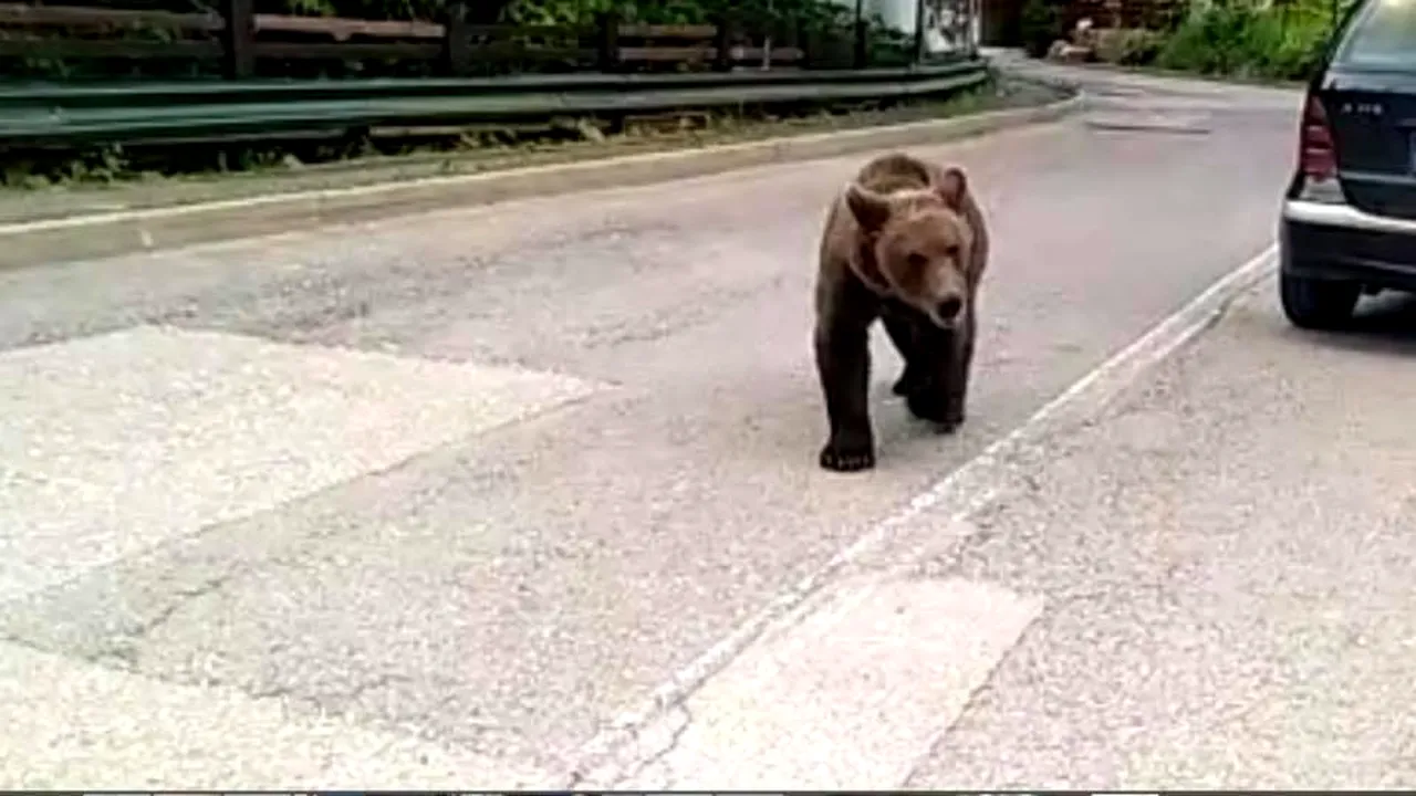 DJP Prahova: O tânără a fost salvată din calea unui urs, în parcul central din Sinaia
