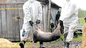 Zeci de animale eutanasiate într-un judeţ, după apariţia unui nou focar de PESTĂ porcină