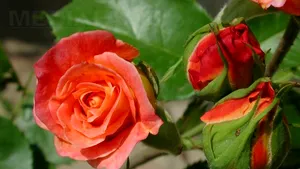 Băsescu i-a trimis lui Iliescu o felicitare şi un buchet de trandafiri portocalii