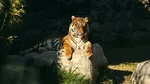 Un parc natural din Anglia va rămâne închis după ce un bărbat a fost ucis într-un țarc de tigri