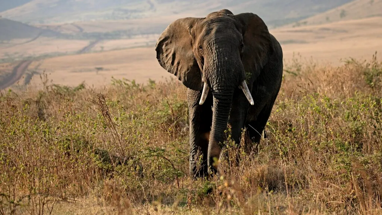 O femeie susține că a vorbit telepatic cu un elefant care a ucis patru oameni. Animalul i-a „povestit” despre o traumă veche de 25 de ani