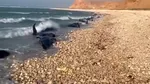 Imagini dezolante. Mai mult de 100 de delfini morţi au fost găsiţi pe coasta Somaliei