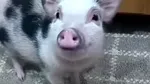 Porcii vietnamezi devin o alegere tot mai populară pentru oamenii care își doresc un animal de companie