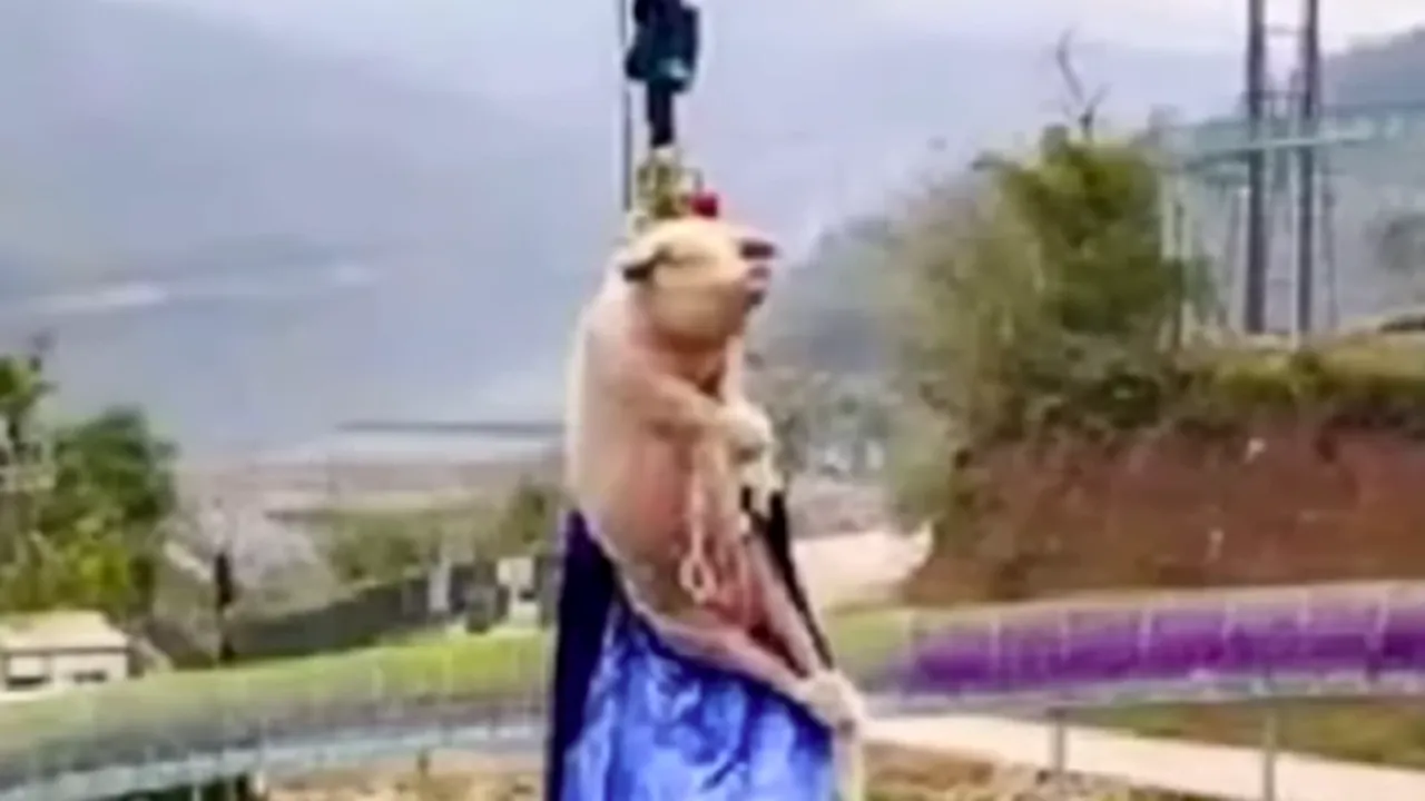 VIDEO: Scandal după ce un porc a fost aruncat în gol de la înălţime, într-un parc de distracţii. Ce s-ar fi întâmplat cu animalul imediat după incident