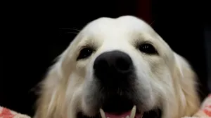 VIDEO Un câine ”pus pe glume” a furat microfonul unui reporter rus, în timpul transmisiunii în direct