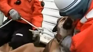 Câine salvat în largul coastelor nipone, la trei săptămâni după cutremurul din Japonia - VIDEO