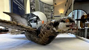 Drone din păsări moarte - planul unor experţi americani pentru a îmbunătăţi industria aviatică