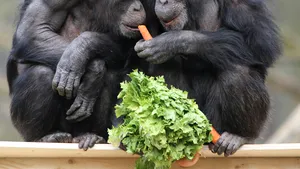 Doi cimpanzei, recunoscuţi oficial ca 