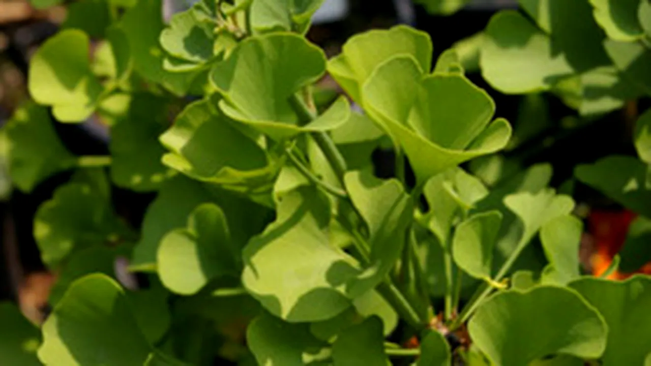 Suplimentul ginkgo biloba poate provoca accidente cerebrale