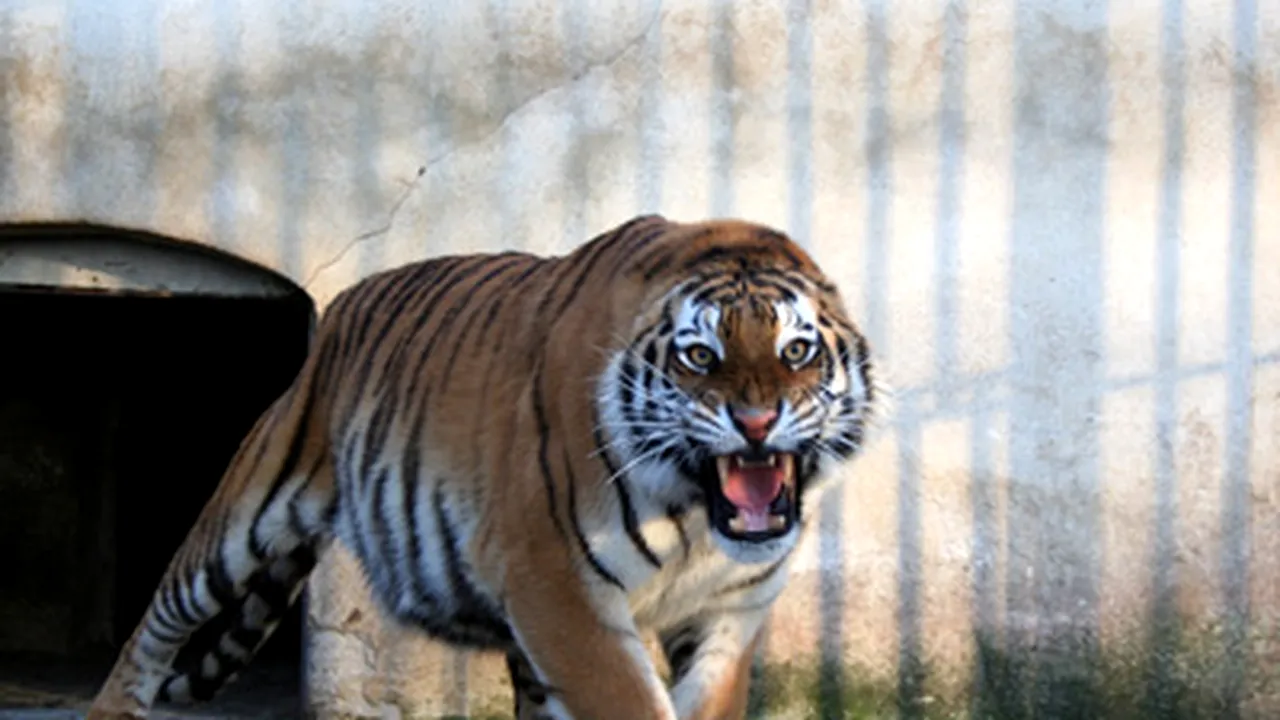 Tigrii evadaţi de la Grădina Zoologică au fost tranchilizaţi şi duşi în cuşti - VIDEO