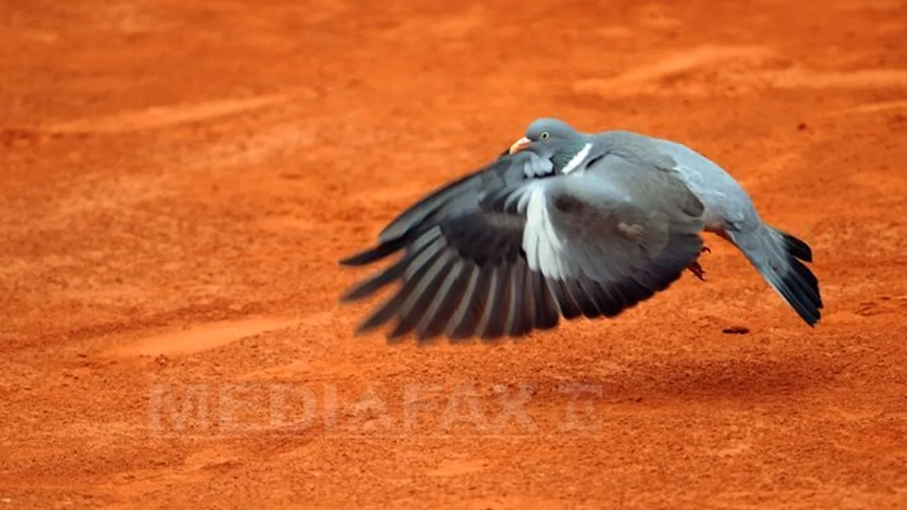 Roland-Garros: Mai mulţi şoimi vor fi folosiţi pentru ca porumbeii să nu perturbe meciurile