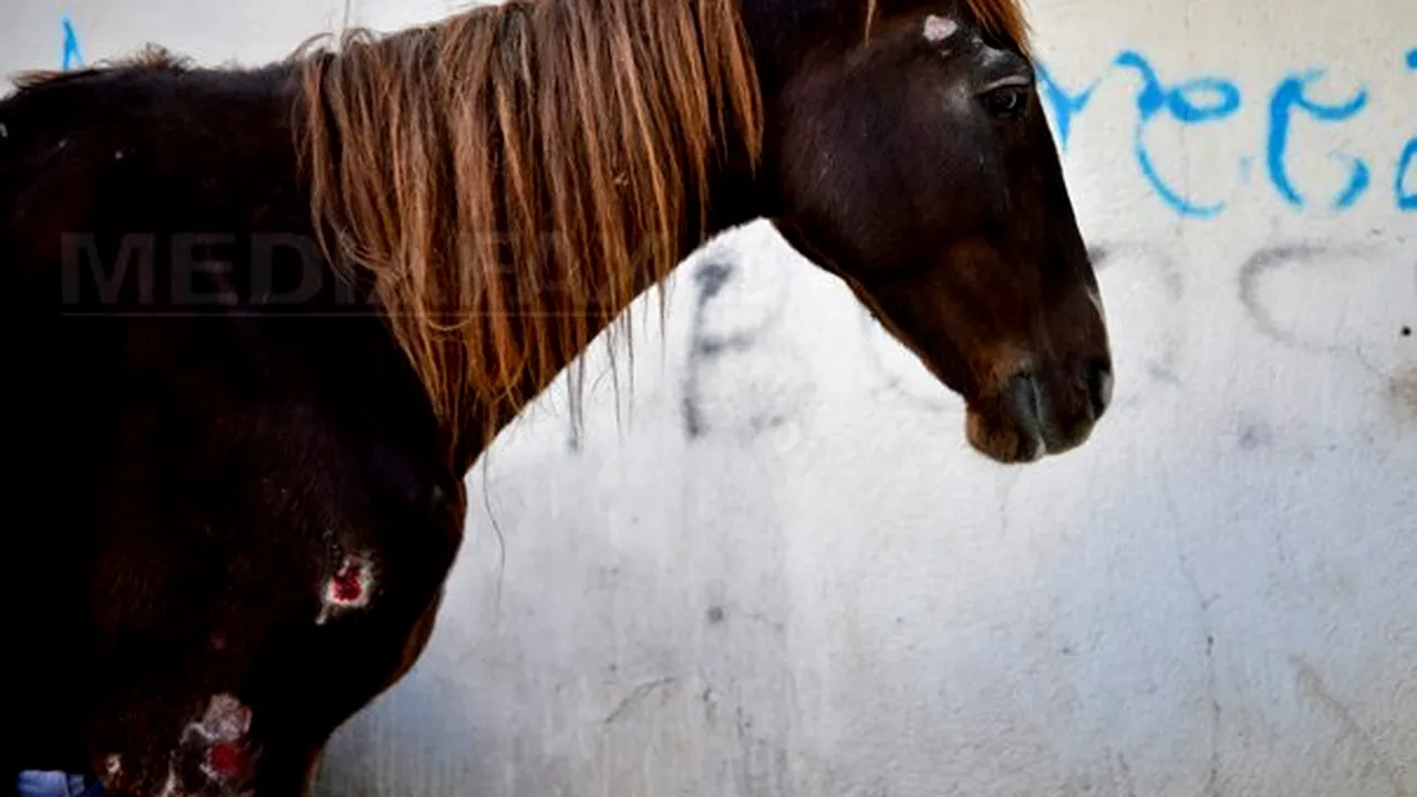 Poliţia i-a luat urma unui bărbat din Giurgiu care a abandonat un cal bolnav