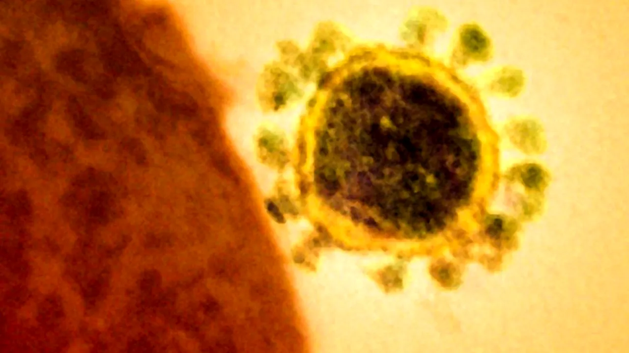 Nou studiu despre coronavirus. Pe ce suprafaţă rezistă cel mai mult