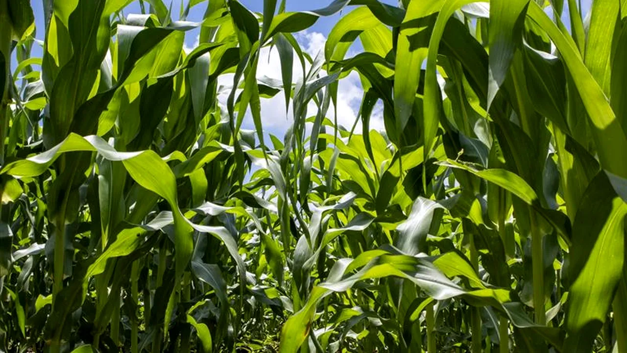 Produsele biologice ajută culturile să performeze prin utilizarea mai inteligentă a azotului