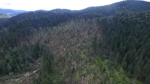 Suceava: Arbori doborâţi pe 2.335 hectare de pădure în zona Demăcuşa, în urma unei furtuni - FOTO