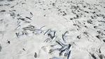 Bancuri de sardine moarte în Africa de Sud. Cauza posibilă: Herpes. Ce înseamnă asta pentru iubitorii de conserve?