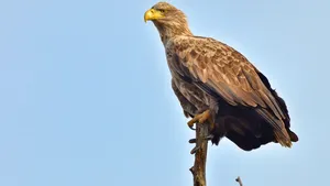 O pasăre pe cale de disparţie a fost găsită agonizând pe un câmp din Teleorman, după ce a fost împuşcată cu alice
