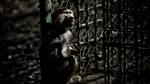 O ţară de peste 20 de milioane de locuitori lăsată în beznă din cauza unei maimuţe