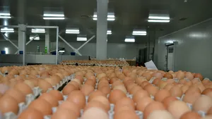 Alertă alimentară. Un lot de 265.000 de ouă contaminate cu Salmonella, oprite de la comercializare 
