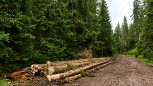 „Cadou” de Ziua Pământului: Plângere împotriva României la Comisia Europeană, pentru tăierile ilegale din ariile protejate - DOCUMENT
