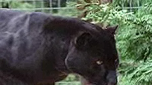 Jaguarul de la Grădina Zoologică Băneasa nu a murit din cauza agresării fizice