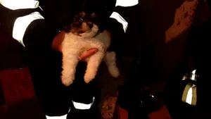 Peste 200 de câini din Centrul de ecarisaj riscă să piară din cauza gerului