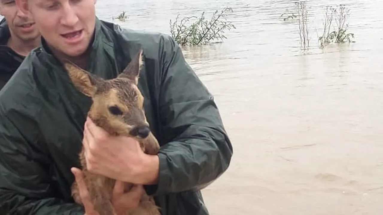 Pui de căprioară, salvat din calea inundaţiilor de Vânătorii de munte. Gestul, viral pe Internet. FOTO 