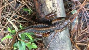 Noi specii pe cale de dispariţie la Mekong. Maimuţele fantomatice şi tritoni crocodili sunt doar două dintre acestea