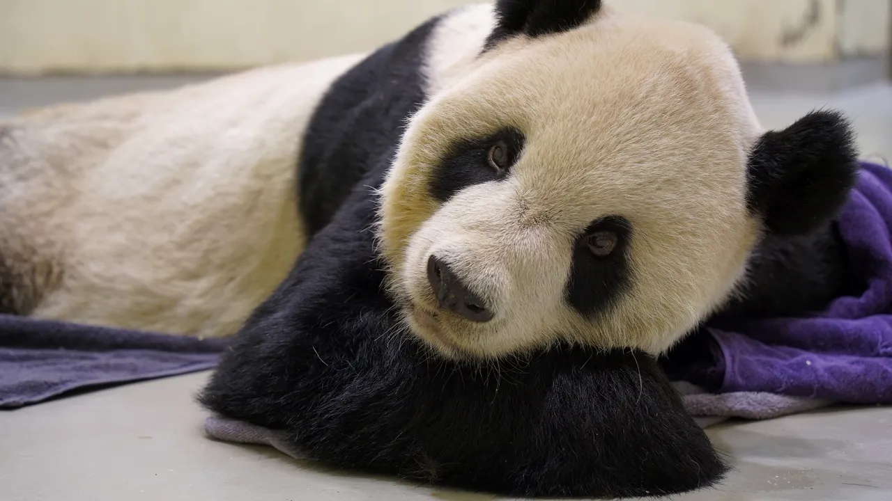 Tuan Tuan, ursul panda oferit de China Taiwanului în 2008, a murit