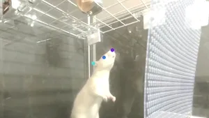 VIDEO Şobolanii dansează pe ritmuri muzicale ca şi oamenii. Doar câteva animale au această capacitate