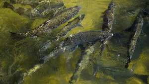 Contaminarea apelor cu droguri poate duce la formarea dependenţei la peşti. Forma de poluare puţin cunoscută afectează „ecosisteme întregi”