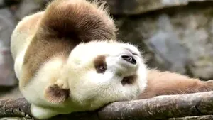 Singurul urs panda de culoare maro din lume, descoperit într-o rezervaţie naturală din China - VIDEO