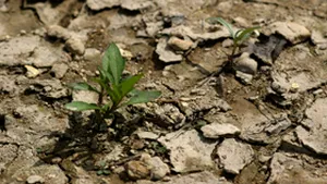 Drought Not To Affect Water Resources This Year – Romanian Official