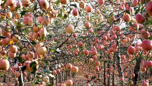 Arad: Opt sute de meri vor fi plantaţi de către elevi în cadrul săptămânii 