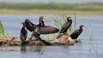 Urșii, ciorile și cormoranii dau bătăi de cap fermierilor. România cere UE să relaxeze regulile pentru speciile protejate