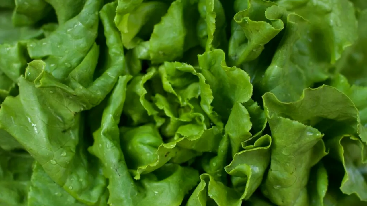 Rețeta de cinci stele de salată verde cu năut, feta și avocado recomandată de The New York Times
