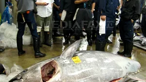 Un ton roşu de 342 de kilograme, vândut în Japonia pentru 396.000 de dolari